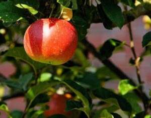 クレジットカードをApple Payで使う方法とは？